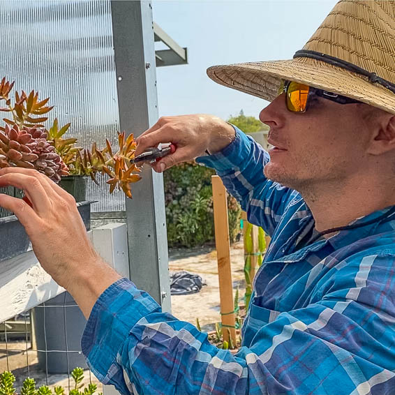 Kevin Jordan pruning succulents