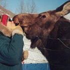 Woman kissing a moose