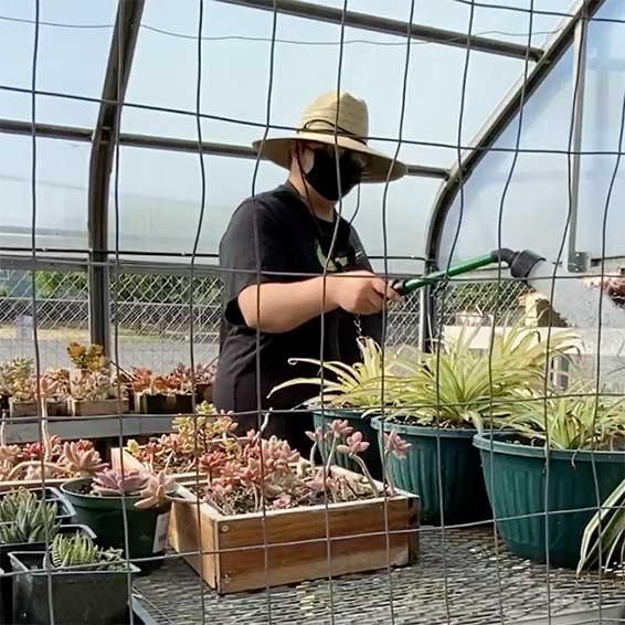 Student hand watering succulents