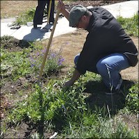 Staff member working in garden