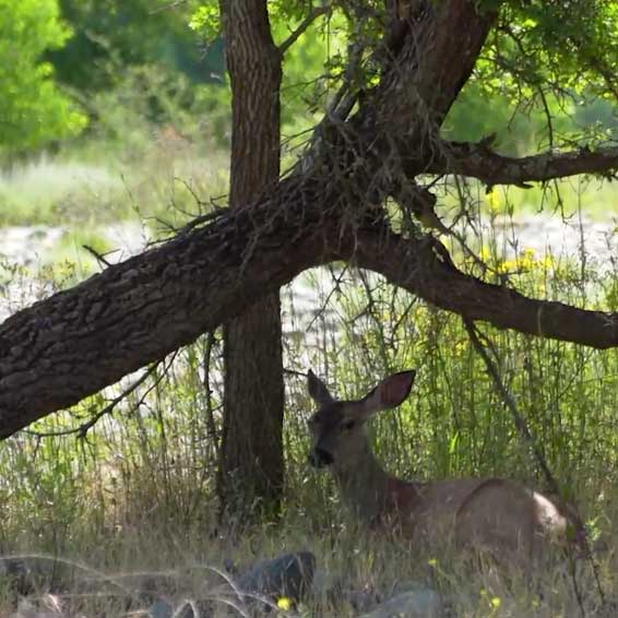 Deer sitting in the grass under a tree