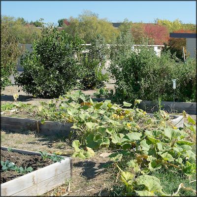 Plants growing in garden