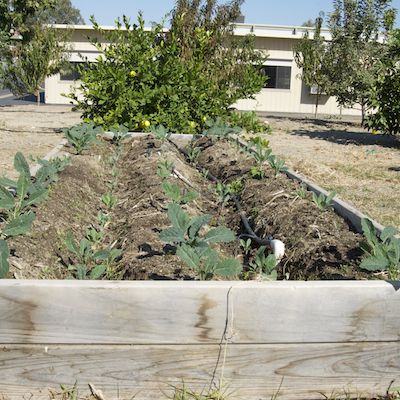 Raised garden bed at school