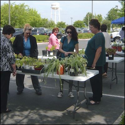 Staff purchasing plants
