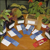 Display of award winning plants