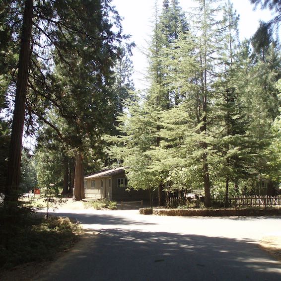Tall trees in entry driveway at Sly Park